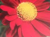 Book Review Hardy Garden Chrysanthemums Judy Barker