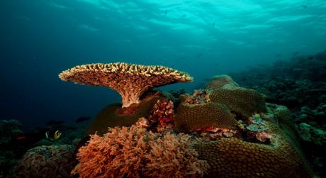 3 Exquisite Scuba Diving Hubs in Philipines