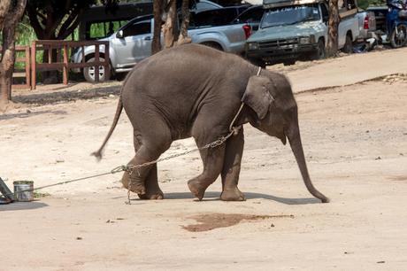 Award Winning Charity Reveals Travel Associations Could Do More to Protect Wildlife Baby elephant tied up, waiting to entertain tourists at a venue in Thailand. After brutal training as youngsters, elephants like this one spend their lives forced into unnatural interactions with tourists