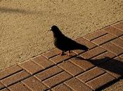 Friday Fotos: Shadows