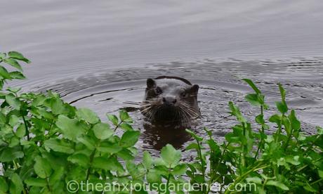 An Otter In Stroud