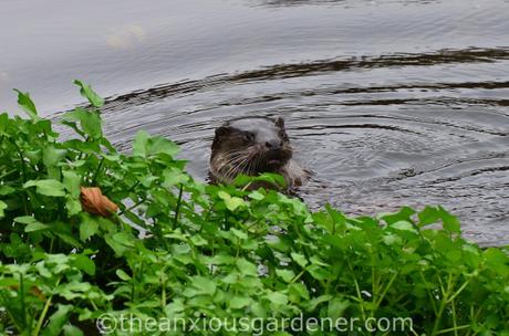 An Otter In Stroud