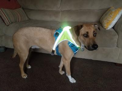 Review: Noxgear LightHound Harness