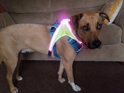 Review: Noxgear LightHound Harness