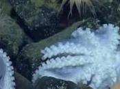 Rare Footage Mother Octopus Protecting Their Eggs [Video]