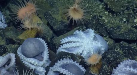 Rare Footage Of Mother Octopus Protecting Their Eggs [Video]