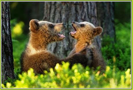 Why Do Bears Sing?