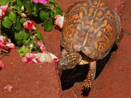 Image: Box Turtle, by Stephanie Henkel on Pixabay