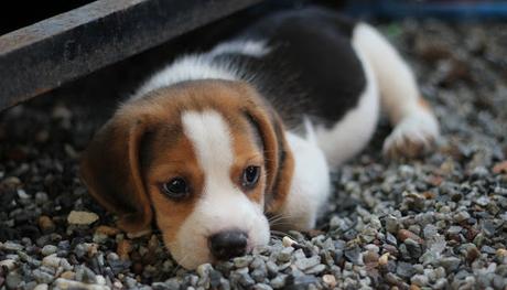 Image: Tri-color Beagle Puppy by Montree Ladlongmuang on Pixaby