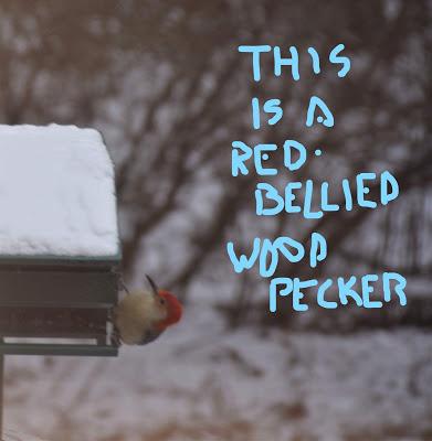 Josie and the Snowy Day