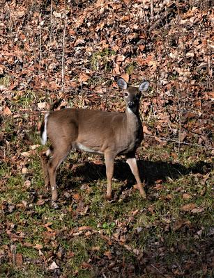 The Wild Life -- Outside My Window