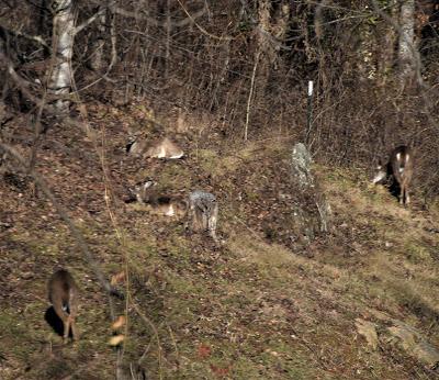 The Wild Life -- Outside My Window