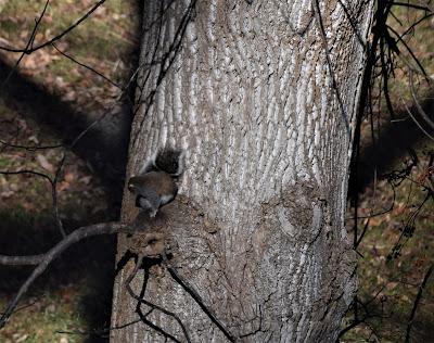 The Wild Life -- Outside My Window