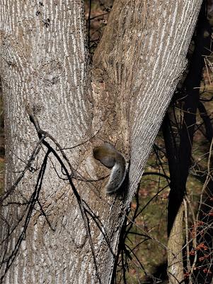 The Wild Life -- Outside My Window