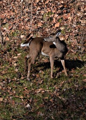 The Wild Life -- Outside My Window