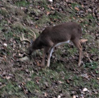The Wild Life -- Outside My Window