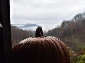 Random More Wildlife