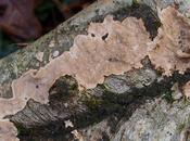 Season Crusts Jellies Part