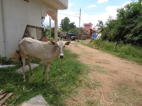 159) Kabbaldurga trek – Alexi: (21/6/2018)