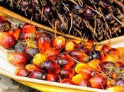 Norway’s Historic Palm Biofuels Would Help Prevent Deforestation Climate Change