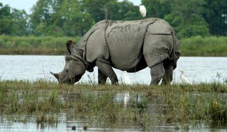 One-horned-Rhinos-at-Assam