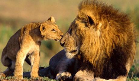 Spot-Asiatic-Lions-at-Gujarat