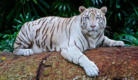 White-Tigers-at-Karnataka