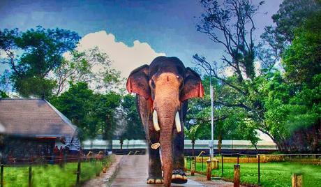 Notable-elephants-reserve-at-Kerala