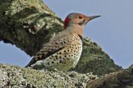 Northern_Flicker_male_Yellow-shafted_By Dick Daniels