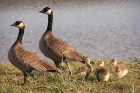 Canada-goose-brood By Tim Bowman, U.S. Fish and Wildlife Service