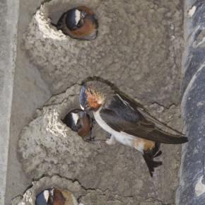 Cliff sparrow By marlin harms