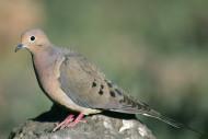 Mourning-dove-bird-standing-on-rock-zenaida-macroura By Menke Dave, U.S. Fish and Wildlife Service