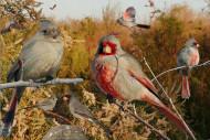Pyrrhuloxia_From_The_Crossley_ID_Guide_Eastern_Birds By Richard Crossley