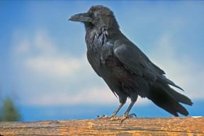 Common_Raven_at_Byrce_National_Park By Peter Wallack