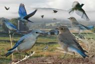 Mountain_Bluebird_From_The_Crossley_ID_Guide_Eastern_Birds By Richard Crossley