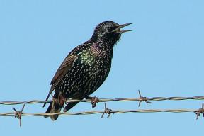 European_Starling_in_breeding_plumage by Linda Tanner