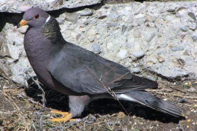 Band-tailed Pigeon - Patagioenas_fasciata_-San_Luis_Obispo,_California,_USA-8_(1)