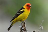 Western-tanager By U.S. Fish and Wildlife Service