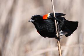 Red-winged Blackbird By Cephas
