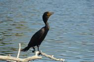 Double-crested_cormorant by Sheep81