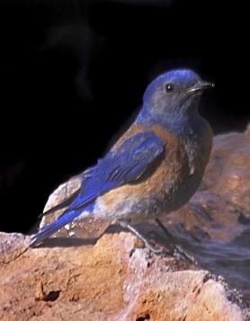 Western_Bluebird COVER 4 By Peter Wallack