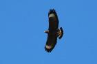 Common Black Hawk in flight by Charles J. Sharp