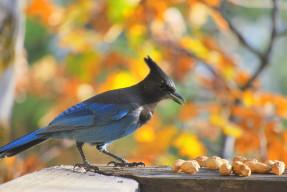 Steller's_Jay_By tracie7779