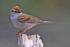 Chipping Sparrow, Cabin Lake Viewing Blinds, Deschutes National Forest, Near Fort Rock, Oregon