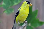American goldfinch by Rodney Campbell