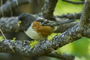 Spotted_Towhee_By Francesco Veronesi from Italy