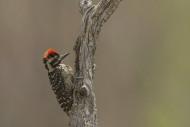 Ladder-backed_Woodpecker_Picoides_scalaris_By Gregory -Slobirdr- Smith