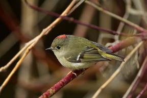 Ruby-crowned Kinglet by Greg Thompson