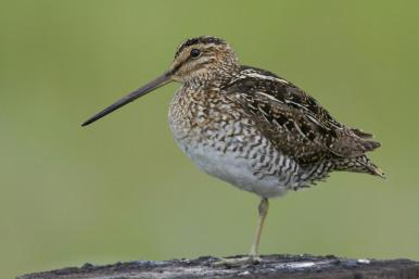Wilson's Snipe by Gregory - Slobirdr - Smith