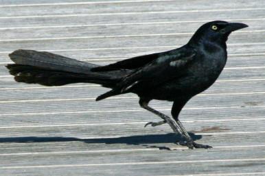 Great-tailed_Grackle_By Dick Daniels
